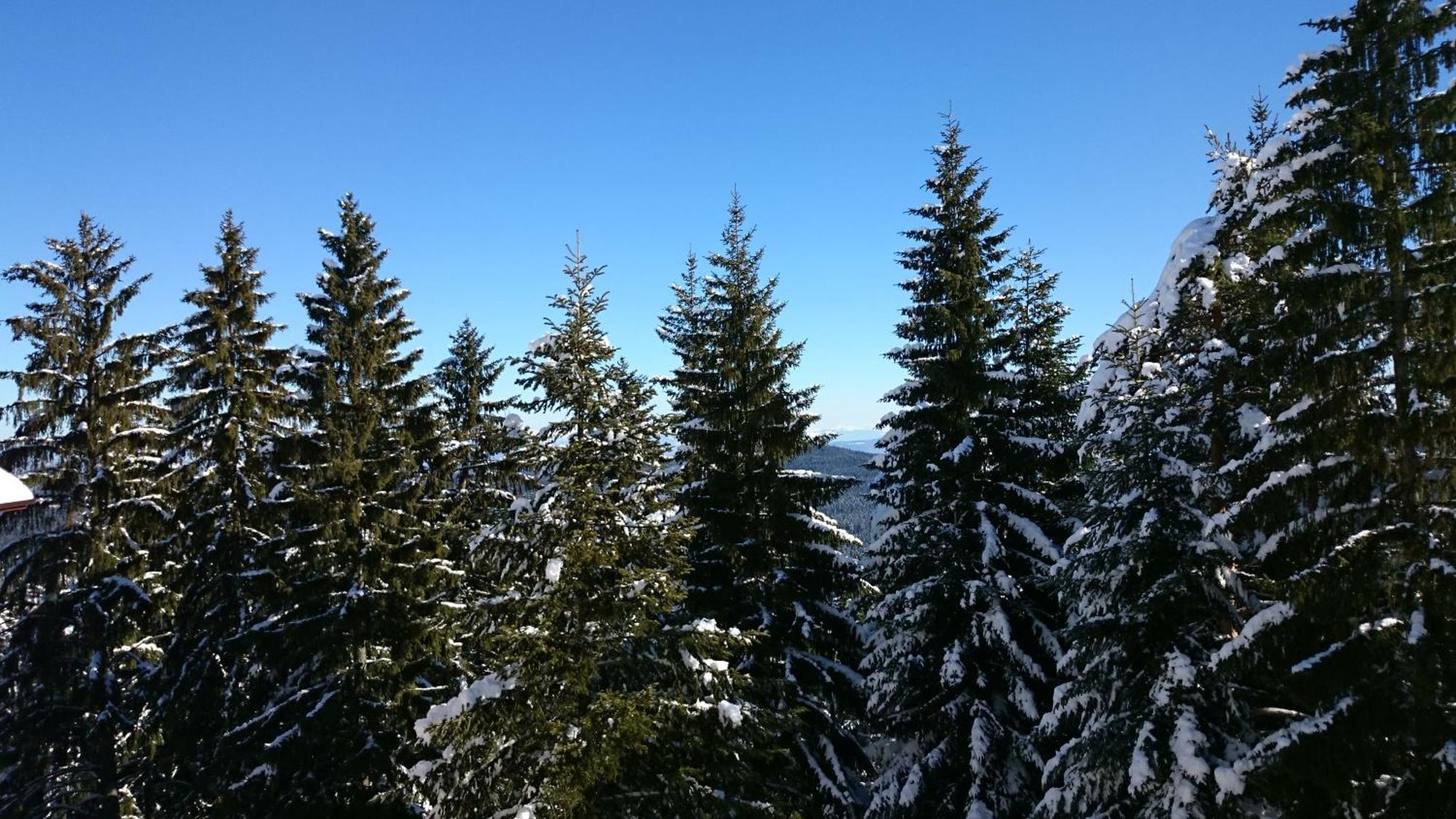 Tes Rila Park Apartments Borovec Kültér fotó